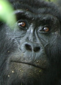 Gorilla Eyes