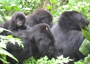 Gorilla Family of 4