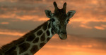 giraffe safari park