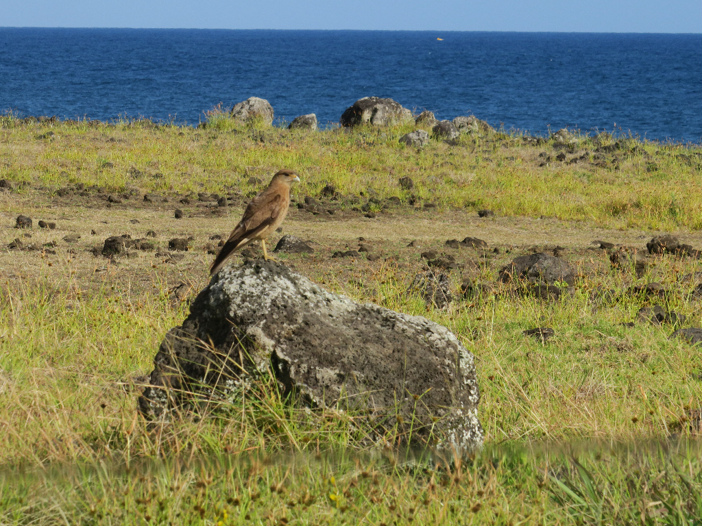 Chimango Caracara - a Beautiful Falcon Easter Island, Rapa Nui, Hanga Roa, Isla de Pascua, Chile, South America