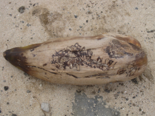 Anakena Beach Artifact Easter Island, Rapa Nui, Hanga Roa, Isla de Pascua, Chile, South America