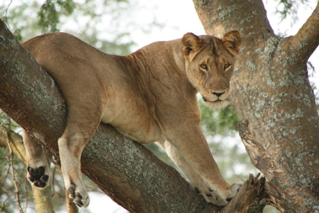Ishasha, tree climbing lions, lion, uganda, africa